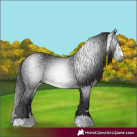 Horse Color:Gray Black 