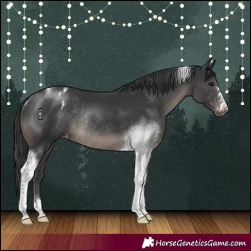 Horse Color:Black Tobiano Appaloosa Rabicano 