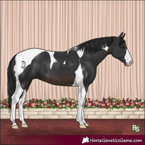 Horse Color:Brown Tobiano 