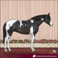 Horse Color:Brown Tobiano 