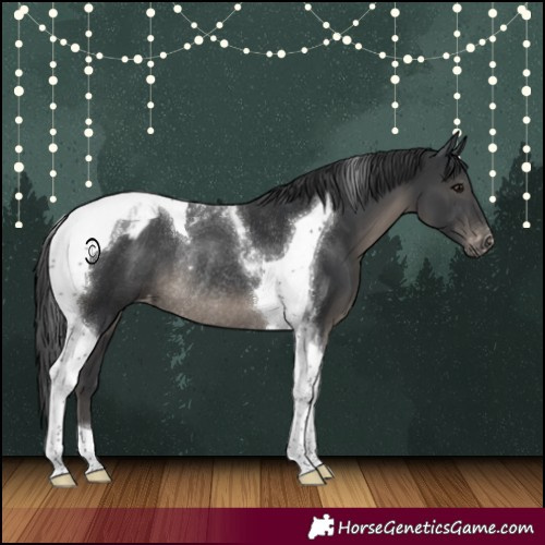 Horse Color:Black Tobiano Appaloosa Rabicano 