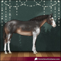 Horse Color:Liver Chestnut Sabino 