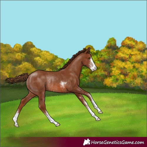 Horse Color:Chestnut Sabino Rabicano 
