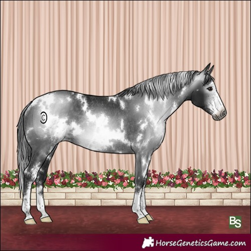 Horse Color:Gray White Spotted Black Sabino Rabicano 
