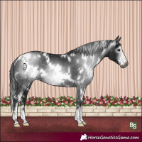Horse Color:Gray White Spotted Black Sabino Rabicano 