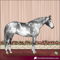 Horse Color:Gray White Spotted Black Sabino Rabicano 