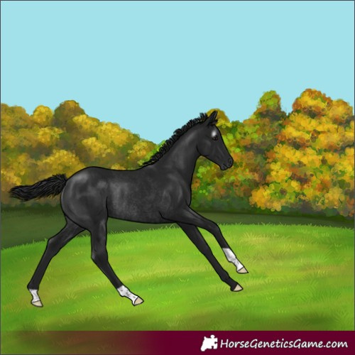 Horse Color:Gray Black Rabicano 