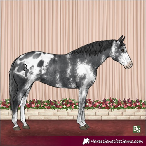 Horse Color:Black Sabino Blanket Rabicano 