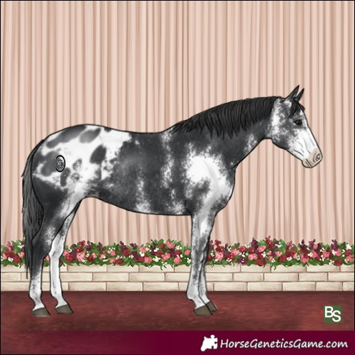 Horse Color:Black Sabino Appaloosa Rabicano 