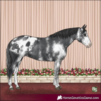 Horse Color:Black Sabino Appaloosa Rabicano 