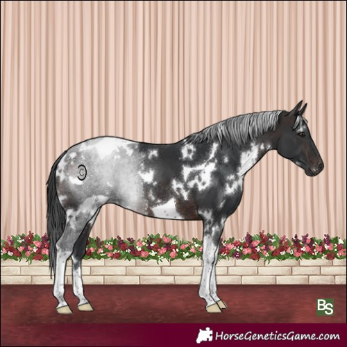 Horse Color:White Spotted Brown Tobiano Rabicano