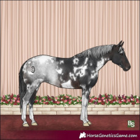 Horse Color:White Spotted Brown Tobiano Rabicano 