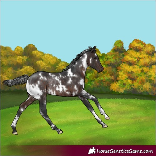 Horse Color:White Spotted Brown Rabicano 