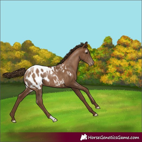 Horse Color:Gray Black Pearl Appaloosa Rabicano 