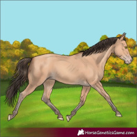 Horse Color:Amber Champagne 