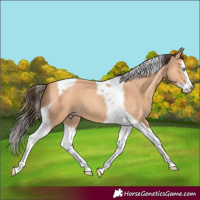Horse Color:Amber Champagne Splash Tobiano 