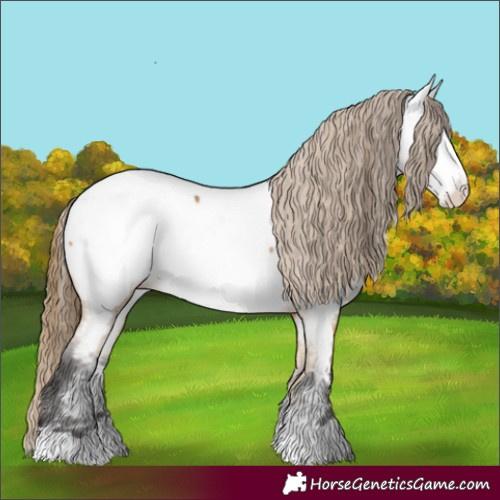 Horse Color:Buckskin Appaloosa 