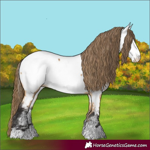 Horse Color:Buckskin Appaloosa