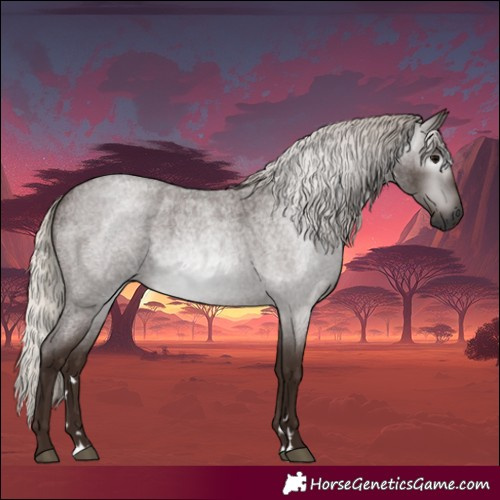 Horse Color:Gray Silver Blue Roan 
