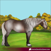 Horse Color:Gray Silver Bay 