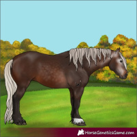 Horse Color:Gray Silver Bay 