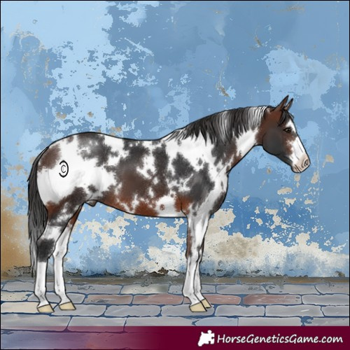 Horse Color:White Spotted Brown