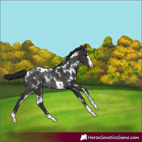 Horse Color:White Spotted Black Rabicano 