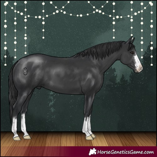 Horse Color:Black 