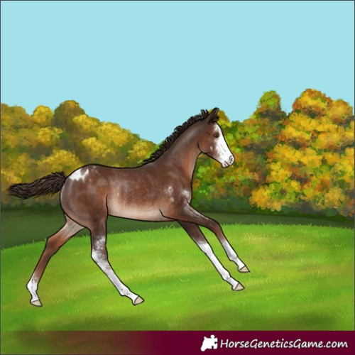 Horse Color:Liver Chestnut Sabino Appaloosa Rabicano 