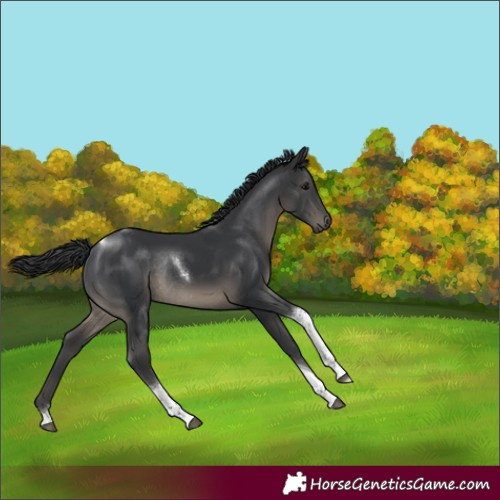 Horse Color:Black Tobiano Rabicano