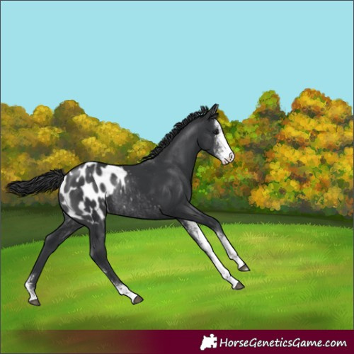 Horse Color:Black Sabino Appaloosa Rabicano 