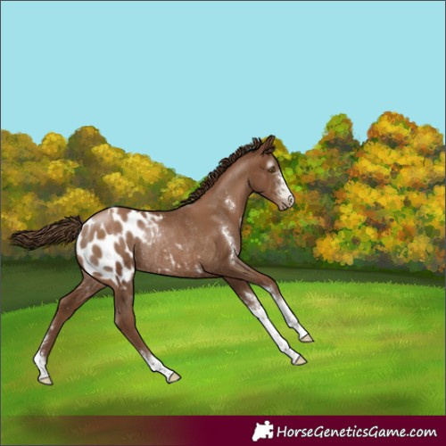 Horse Color:Gray Black Pearl Sabino Appaloosa Rabicano 