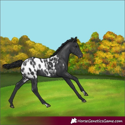 Horse Color:Black Appaloosa Rabicano 