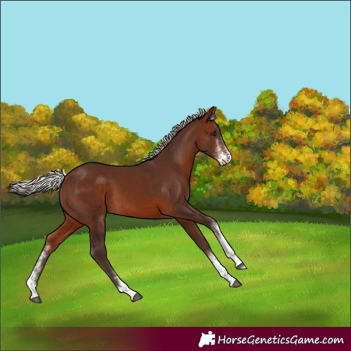 Horse Color:Silver Brown Sabino 