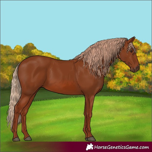 Horse Color:Chestnut 