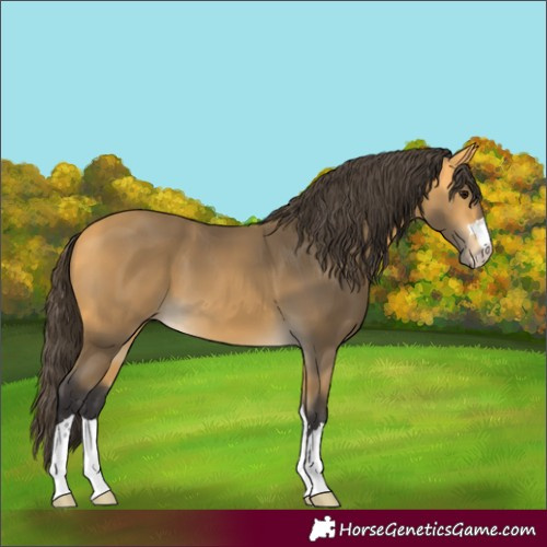 Horse Color:Buckskin 