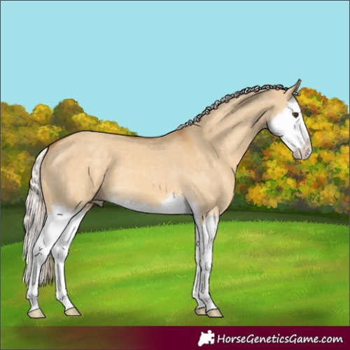 Horse Color:Palomino Dun Splash 