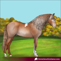 Horse Color:Gray Gold Champagne Tobiano
