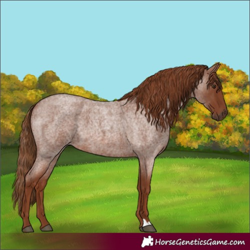Horse Color:Red Roan 