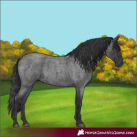 Horse Color:Blue Roan