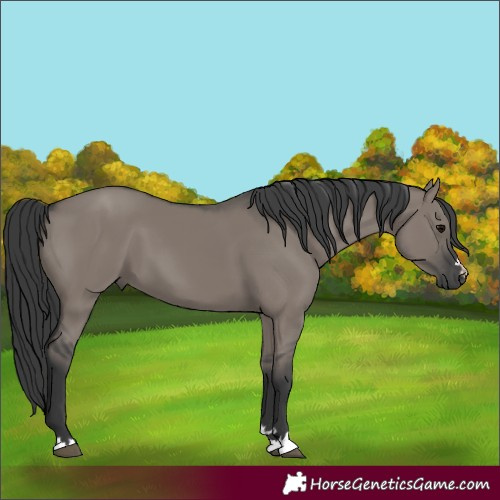 Horse Color:Grullo 
