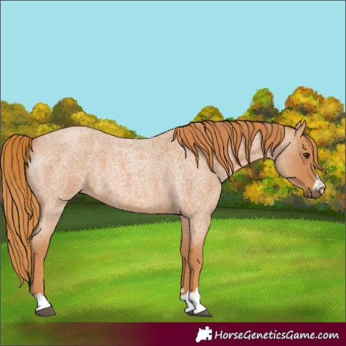 Horse Color:Red Roan