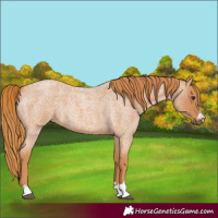 Horse Color:Red Roan 