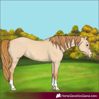 Horse Color:Red Dun 
