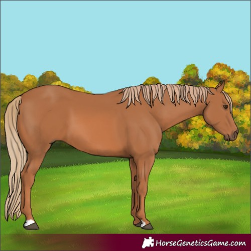 Horse Color:Chestnut 