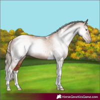 Horse Color:Gray Gold Champagne Tobiano