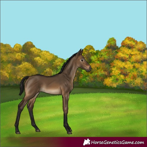Horse Color:Gray Brown Dun 