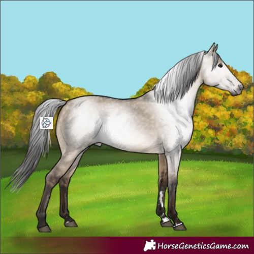 Horse Color:Gray Bay Dun 