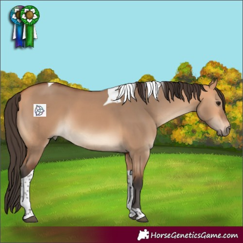 Horse Color:Bay Dun Tobiano 