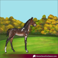 Horse Color:White Spotted Brown Mushroom Tobiano 